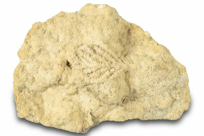 Fossil Leaf Preserved In Travertine - Austria #301608